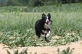 BORDER COLLIE 210